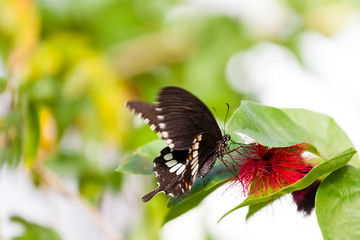 Exotischer Schmetterling