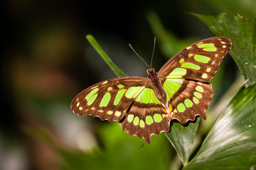 Malachitfalter / Siproeta stelenes