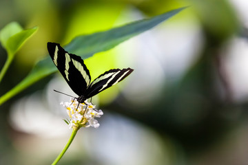 Exotischer Schmetterling