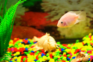 yellow fish in aquarium. soft focus