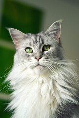 Fototapeta na wymiar Beautiful maine coon cat. Large breed cat