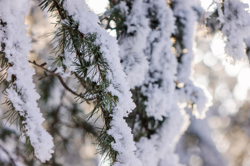  trees under the snow