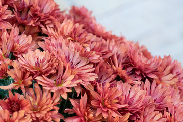A closeup photo of a bouquet of beautiful pink flowers