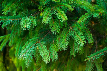 Close-up photo of colorful green branches of spruce with high clarity .
