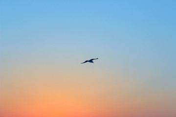 Blurred Nature Background. Wonderful Pink Sky Background. Sunrise Background.Silhouette Of A Bird Over Beautiful Sky Background.
