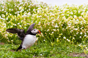 Papageientaucher / Puffin / Fratercula arctica
