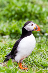Papageientaucher / Puffin / Fratercula arctica