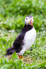 Papageientaucher / Puffin / Fratercula arctica