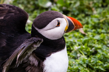 Naklejka premium Papageientaucher / Puffin / Fratercula arctica