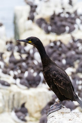 Vereinigtes Königreich, England, Northumberland, Farne Islands National Nature, Krähenscharbe / European Shag  / Common Shag / Phalacrocorax aristotelis