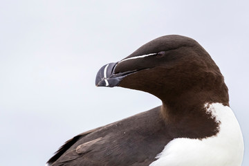Vereinigtes Königreich, England, Northumberland, Farne Islands National Nature, Tordalk /...