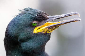 Farne Islands, Krähenscharbe / European Shag  / Common Shag / Phalacrocorax aristotelis