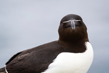 Farne Islands, Tordalk / Razorbill / Alca torda