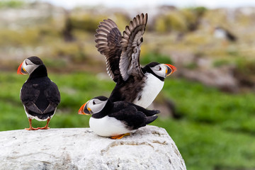 Papageientaucher / Puffin / Fratercula arctica