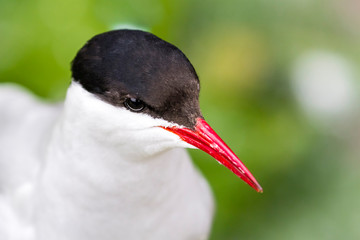 Küstenseeschwalbe / Arctic tern / Sterna paradisaea
