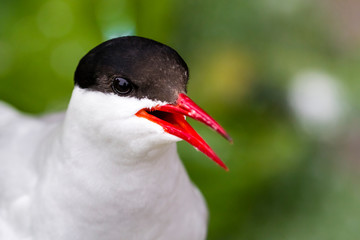 Küstenseeschwalbe / Arctic tern / Sterna paradisaea
