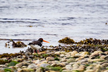 Vereinigtes Königreich, Schottland, Inverness, Austernfischer / Eurasian oystercatcher /...