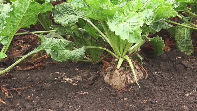 Organically grown sugar beet root crop in the ground