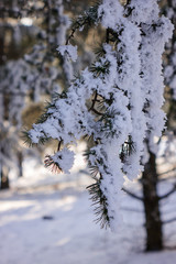  trees under the snow