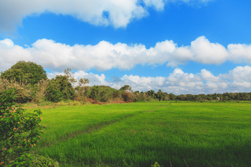 Fototapeta na wymiar green rice field, trees and blue sky