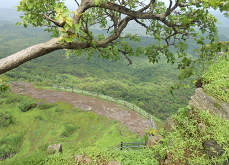 tall tree at the mountain with fence at the edge