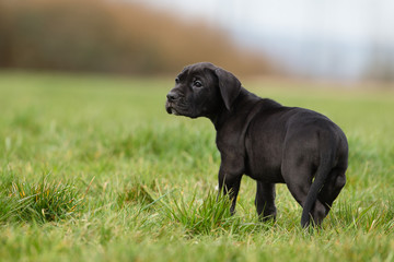 Deutsche Dogge Welpe