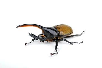 Fotobehang Herkuleskäfer (Dynastes hercules) - Hercules beetle © bennytrapp