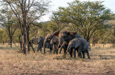 Fototapeta na wymiar Elephants surrounded by acacias in Tanzania