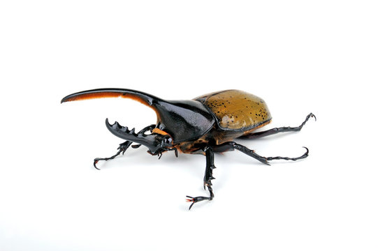 Herkulesk&auml;fer (Dynastes hercules) - Hercules beetle