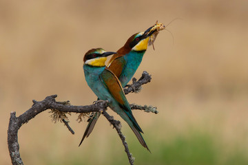 Bee-eater (Merops apiaster): The European bee-eater or common bee-eater is a species of coraciiform bird of the Meropidae family that lives in Eurasia and Africa