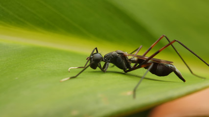 Miridae Black asia borneo