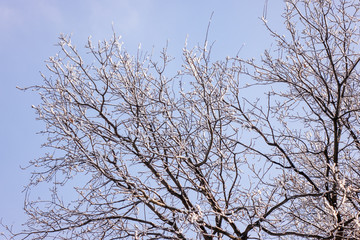 Fototapeta na wymiar crown tree in winter