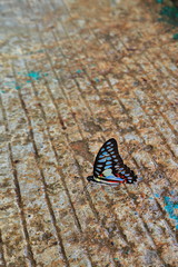Graphium doson-common jay butterfly. Sabang-Puerto Princesa Subterranean River Nnal.Park-Palawan-Philippines-0791