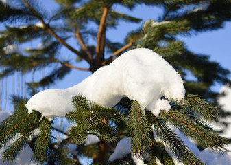 Pine branch