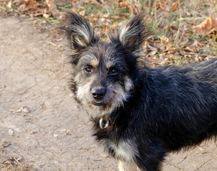 Portrait of a cute shaggy street dog close up
