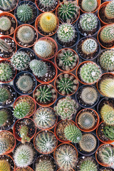 Potted Cacti From Above