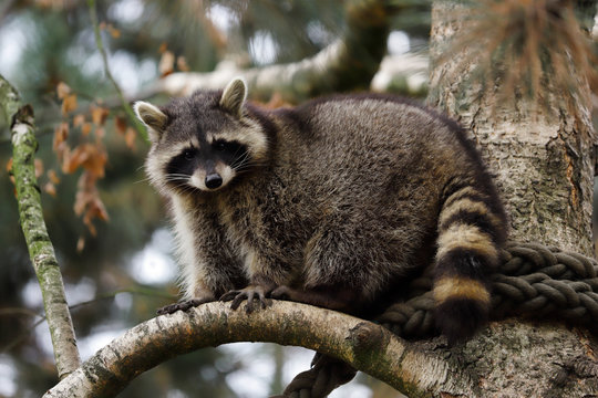 View of adult female common raccoon on the tree branch