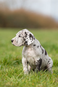 Deutsche Doggenwelpe Grautiger