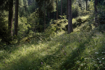 Geologenstein am Schlern