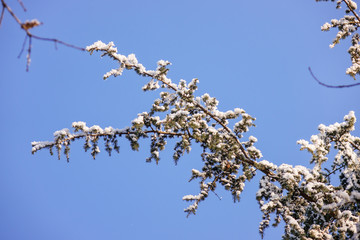 Softwoods under the snow