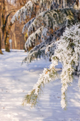 Softwoods under the snow