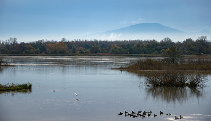 Fototapeta premium Landscape of a lake during the day, with ducks and cormorants in the water, trees with brown leaves and a mountain in the background sorrounded by mist.
