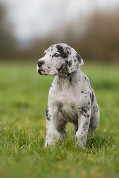 Deutsche Doggenwelpe Grautiger
