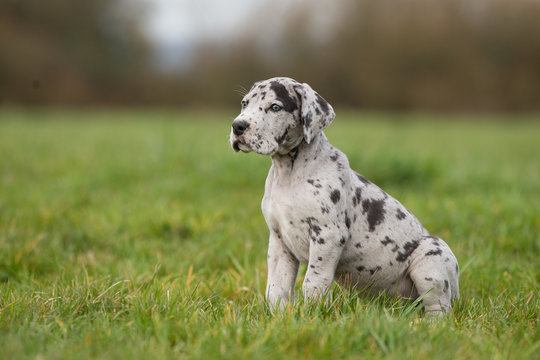 Deutsche Doggenwelpe Grautiger