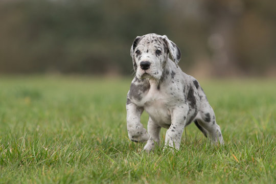 Deutsche Doggenwelpe Grautiger