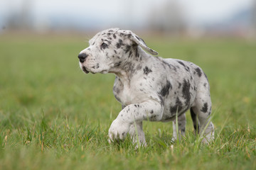 Deutsche Doggenwelpe Grautiger