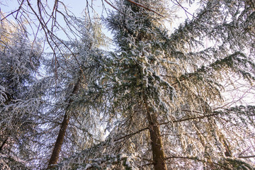 Softwoods under the snow