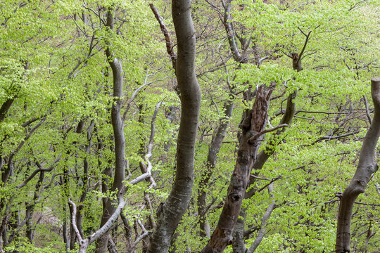 Green dark forest - Mons Klint, Denmark