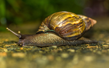Snail