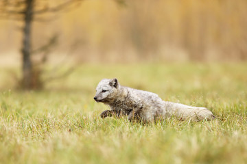 Arctic fox (Vulpes lagopus) also known as polar fox in summer